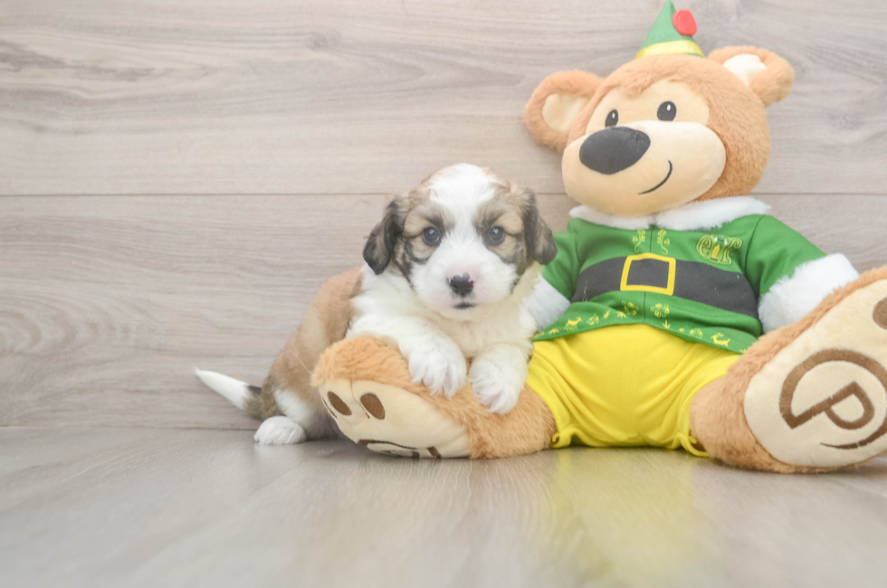 5 week old Aussiechon Puppy For Sale - Florida Fur Babies