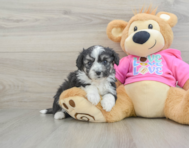 6 week old Aussiechon Puppy For Sale - Florida Fur Babies