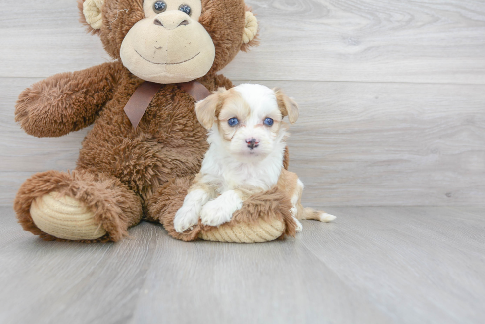 Cute Australian Designer Puppy