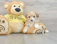 7 week old Aussiechon Puppy For Sale - Florida Fur Babies