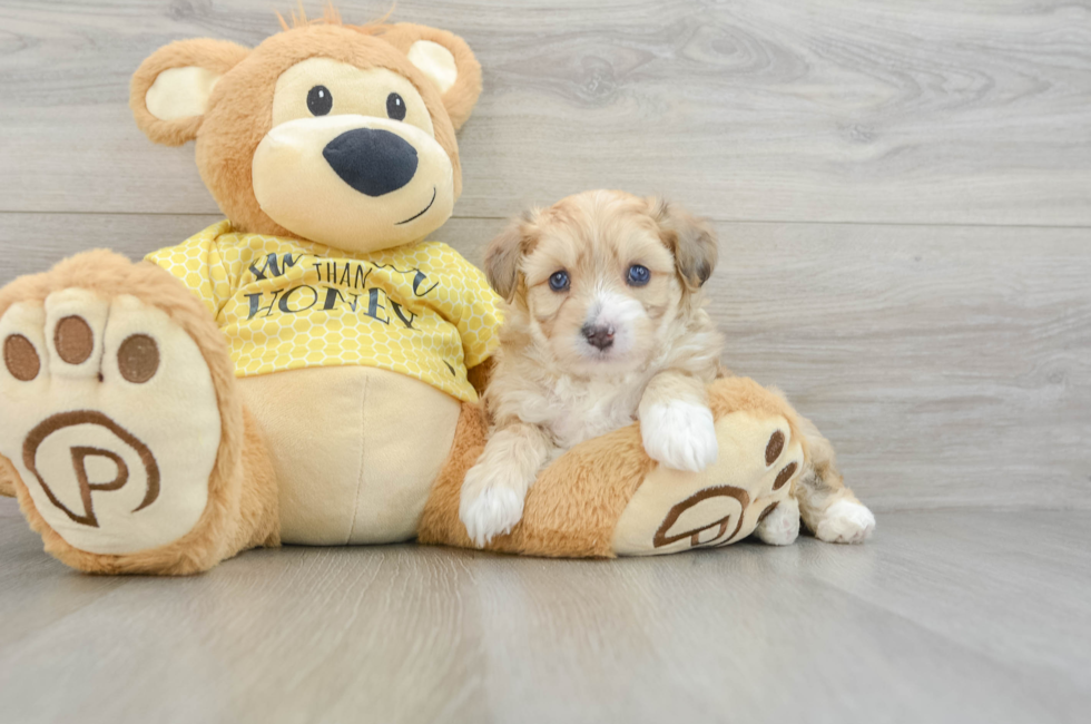 7 week old Aussiechon Puppy For Sale - Florida Fur Babies