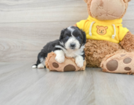 10 week old Aussiechon Puppy For Sale - Florida Fur Babies