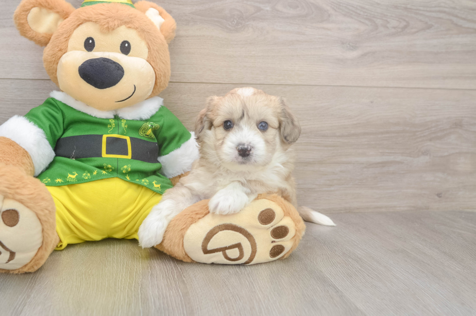 5 week old Aussiechon Puppy For Sale - Florida Fur Babies