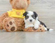 7 week old Aussiechon Puppy For Sale - Florida Fur Babies