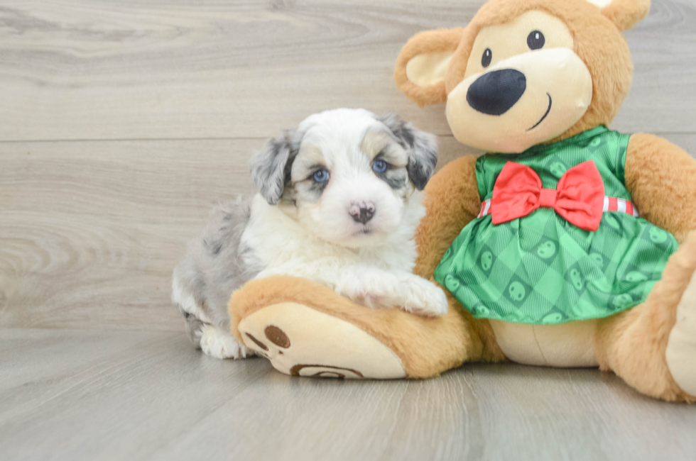 6 week old Aussiechon Puppy For Sale - Florida Fur Babies