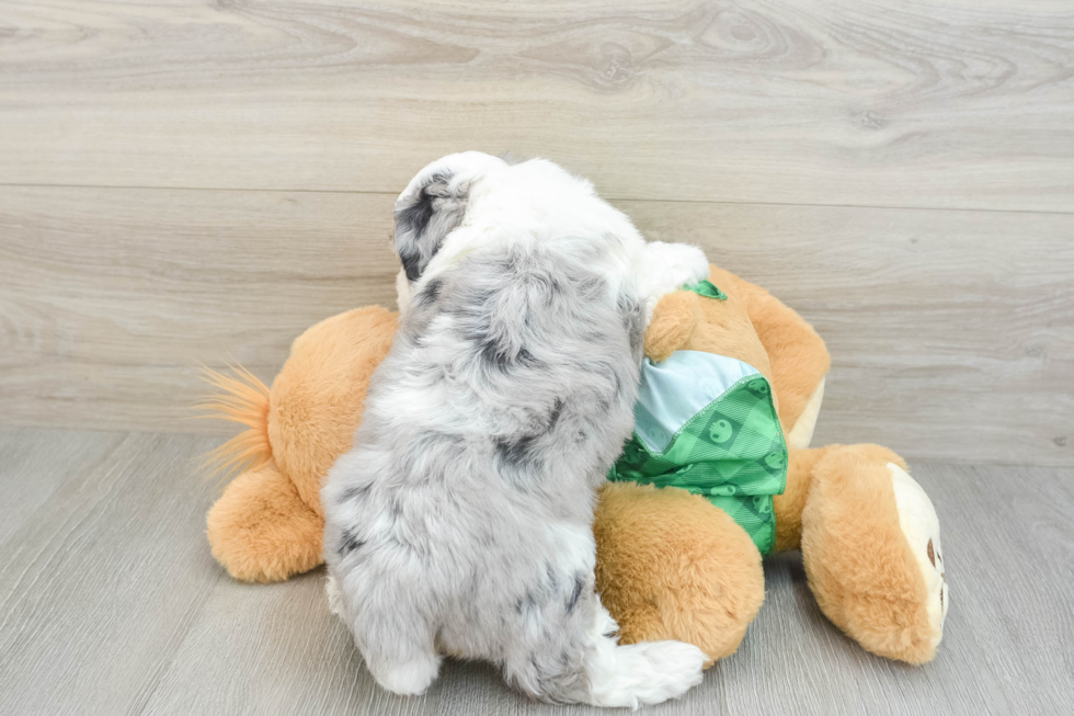 Small Aussiechon Baby