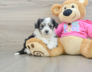 6 week old Aussiechon Puppy For Sale - Florida Fur Babies