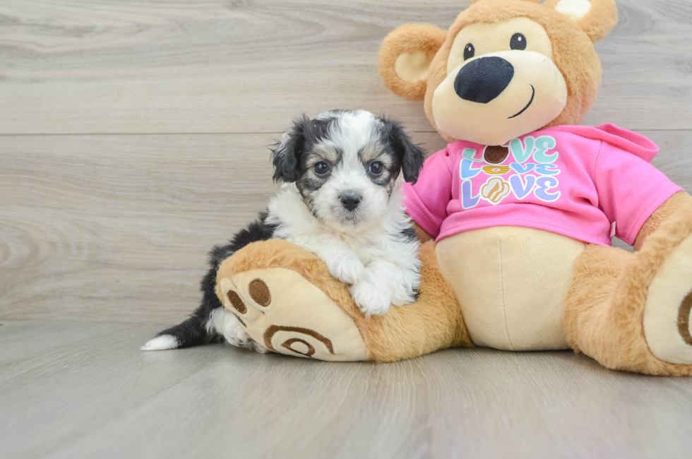 5 week old Aussiechon Puppy For Sale - Florida Fur Babies