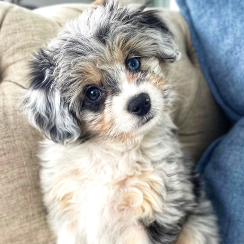Aussiechon Puppy For Sale - Florida Fur Babies