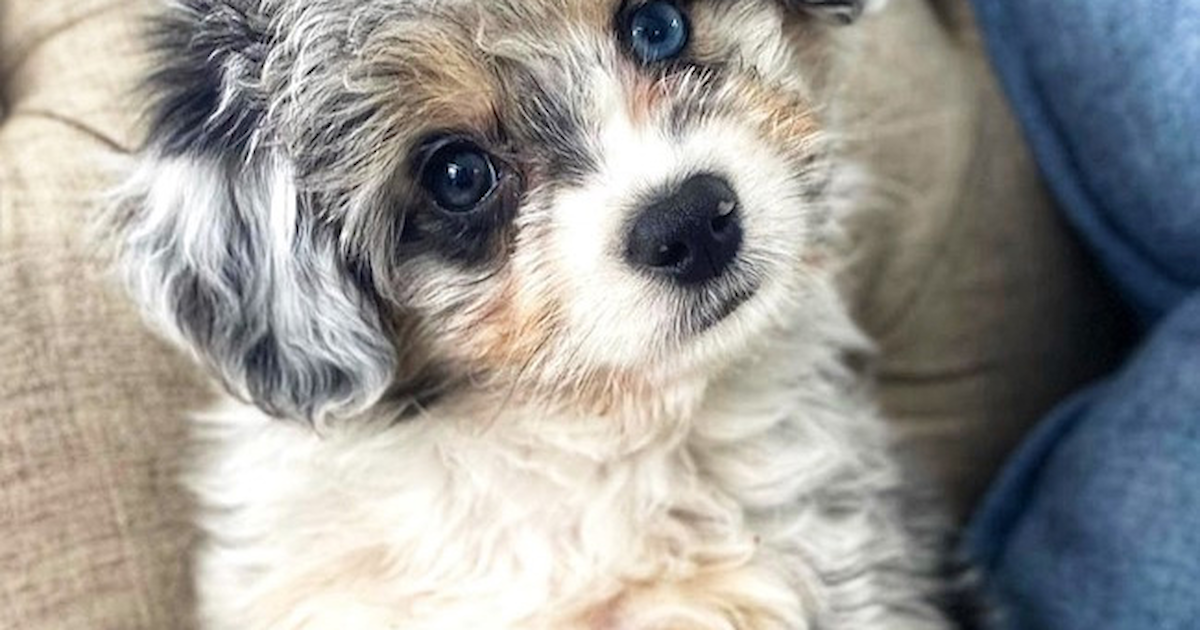 Aussiechon Puppies for Sale Florida Fur Babies