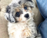 Aussiechon Puppies For Sale Florida Fur Babies