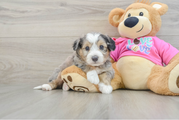 Funny Aussiechon Designer Pup