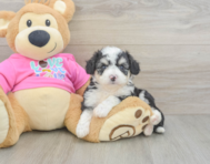 7 week old Aussiechon Puppy For Sale - Florida Fur Babies