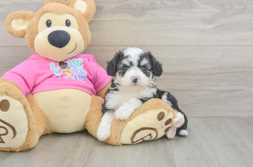 5 week old Aussiechon Puppy For Sale - Florida Fur Babies