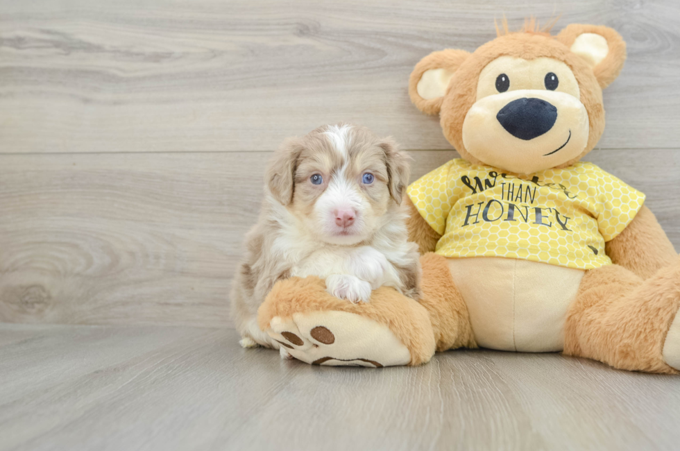 5 week old Aussiechon Puppy For Sale - Florida Fur Babies