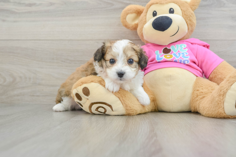 5 week old Aussiechon Puppy For Sale - Florida Fur Babies