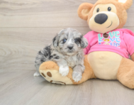 6 week old Aussiechon Puppy For Sale - Florida Fur Babies