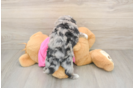 Aussiechon Puppy for Adoption