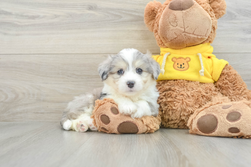 Aussiechon Pup Being Cute