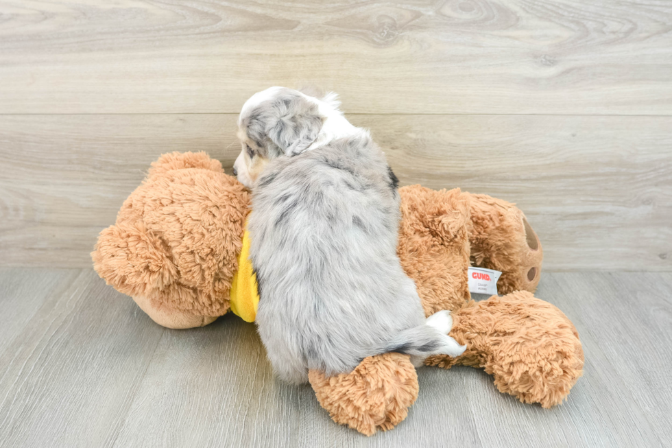 Popular Aussiechon Designer Pup