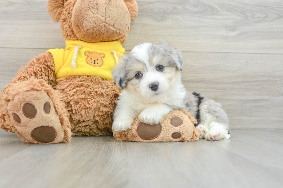 Aussiechon Pup Being Cute