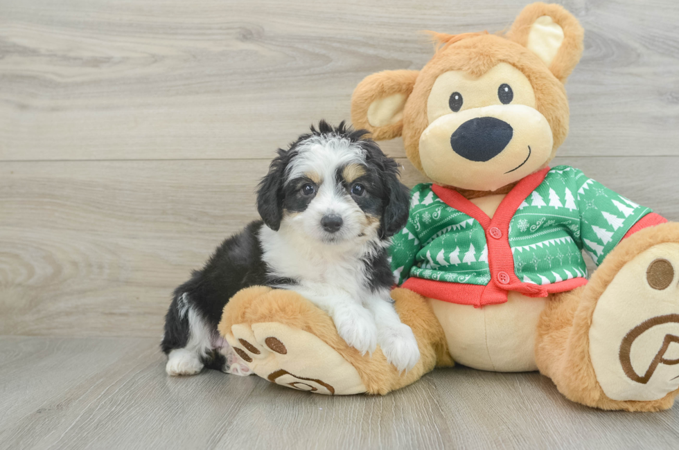 6 week old Aussiechon Puppy For Sale - Florida Fur Babies