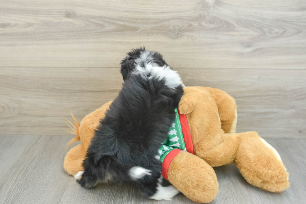 Aussiechon Pup Being Cute