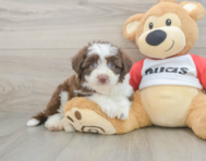 6 week old Aussiechon Puppy For Sale - Florida Fur Babies