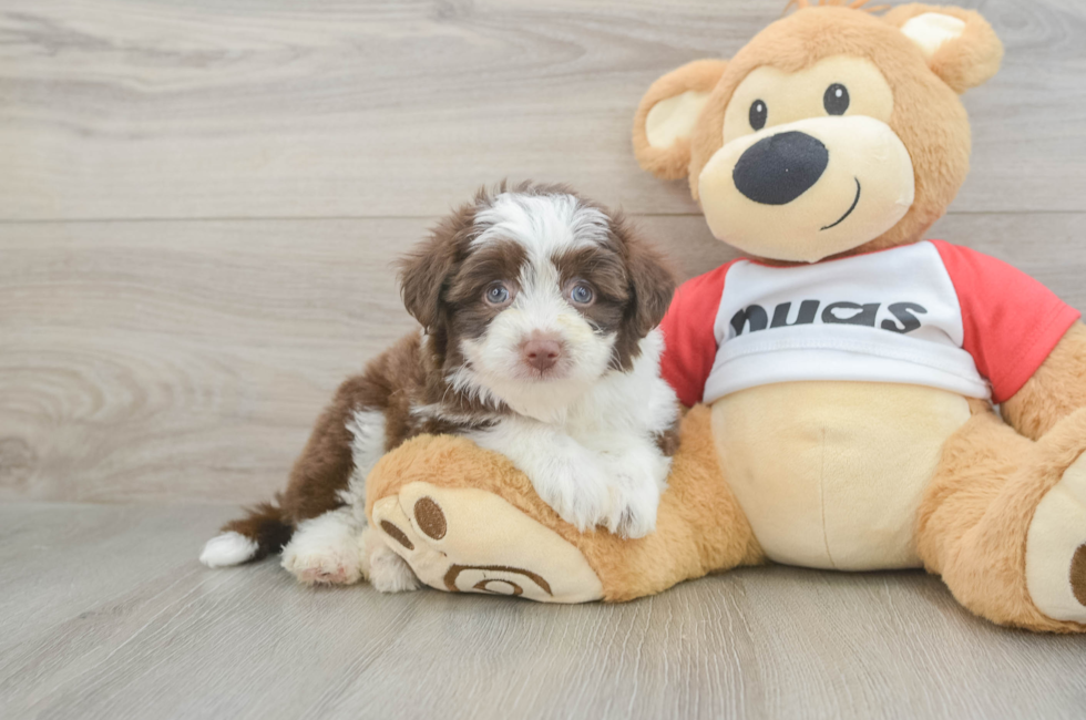 6 week old Aussiechon Puppy For Sale - Florida Fur Babies