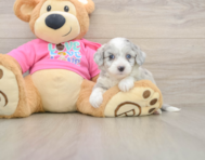 6 week old Aussiechon Puppy For Sale - Florida Fur Babies