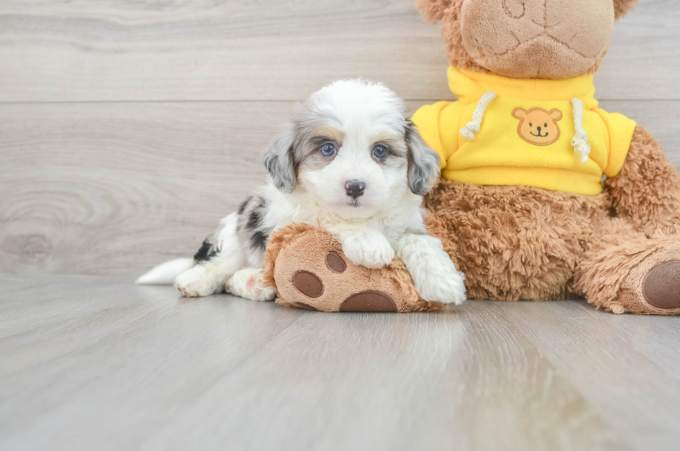 6 week old Aussiechon Puppy For Sale - Florida Fur Babies