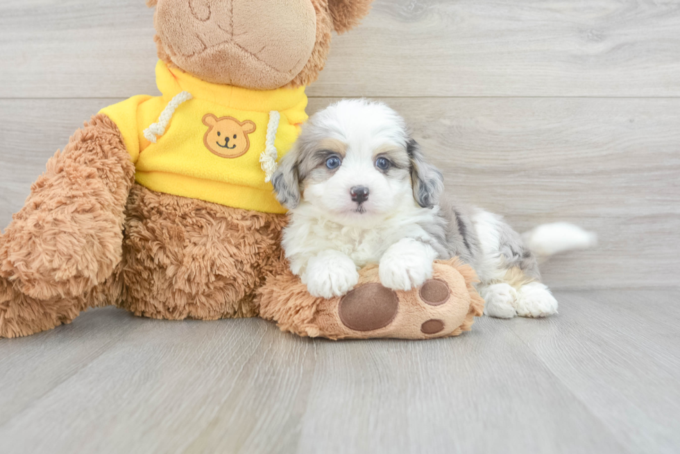 Hypoallergenic Australian Designer Puppy