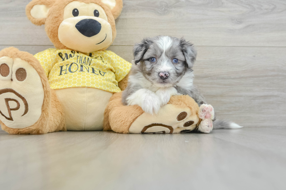 5 week old Aussiechon Puppy For Sale - Florida Fur Babies