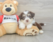 6 week old Aussiechon Puppy For Sale - Florida Fur Babies