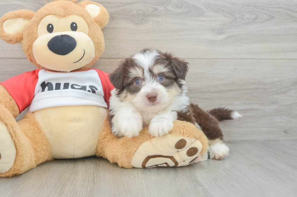 6 week old Aussiechon Puppy For Sale - Florida Fur Babies