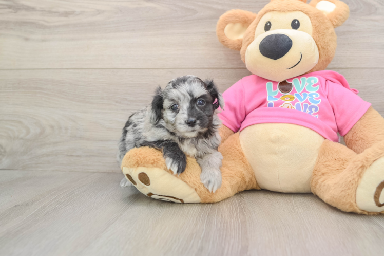 Popular Aussiechon Designer Pup