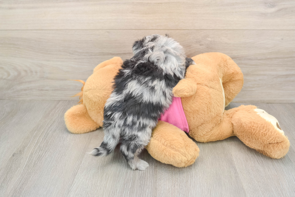 Aussiechon Pup Being Cute