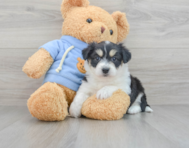 11 week old Aussiechon Puppy For Sale - Florida Fur Babies