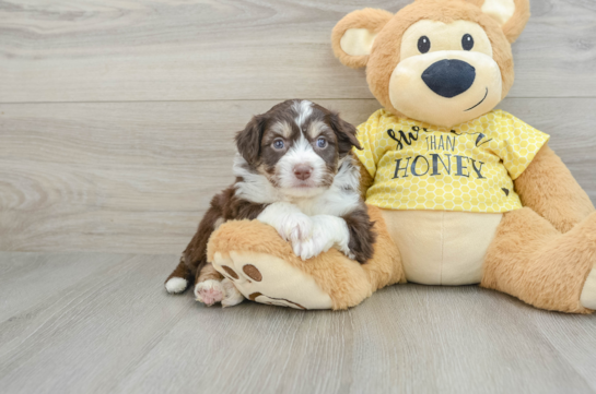 Aussiechon Pup Being Cute