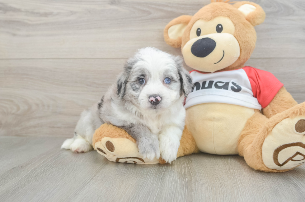 6 week old Aussiechon Puppy For Sale - Florida Fur Babies