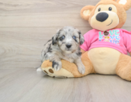 6 week old Aussiechon Puppy For Sale - Florida Fur Babies
