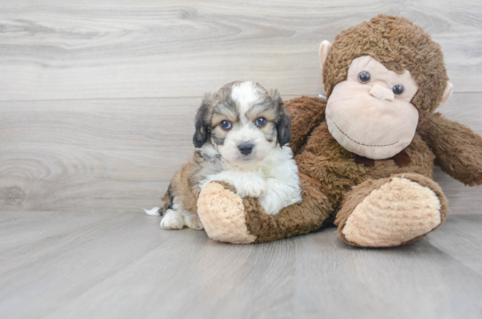 29 week old Aussiechon Puppy For Sale - Florida Fur Babies
