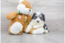 Meet Roush - our Aussiechon Puppy Photo 2/3 - Florida Fur Babies
