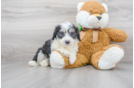 Meet Roush - our Aussiechon Puppy Photo 1/3 - Florida Fur Babies