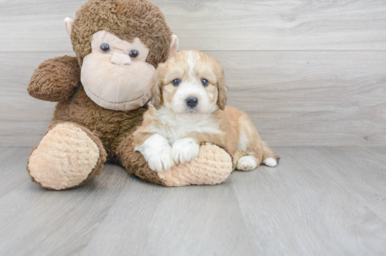 29 week old Aussiechon Puppy For Sale - Florida Fur Babies