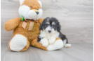 Meet Rue - our Aussiechon Puppy Photo 1/3 - Florida Fur Babies