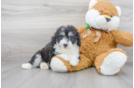Meet Rue - our Aussiechon Puppy Photo 2/3 - Florida Fur Babies