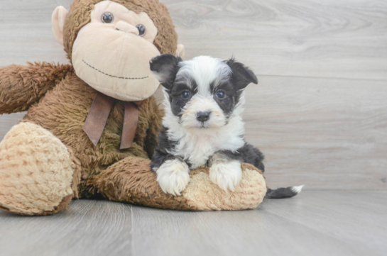 7 week old Aussiechon Puppy For Sale - Florida Fur Babies