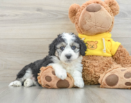 8 week old Aussiechon Puppy For Sale - Florida Fur Babies