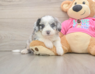 7 week old Aussiechon Puppy For Sale - Florida Fur Babies
